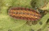 Jordanita tenuicornis: Larva after hibernation (e.o. rearing, Italy, Sicily, Trapani, San Vito lo Capo, oviposition on 5./6. May 2024) [S]