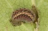 Jordanita tenuicornis: Larva after hibernation (e.o. rearing, Italy, Sicily, Trapani, San Vito lo Capo, oviposition on 5./6. May 2024) [S]