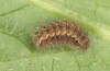 Jordanita tenuicornis: Larva after hibernation (e.o. rearing, Italy, Sicily, Trapani, San Vito lo Capo, oviposition on 5./6. May 2024) [S]