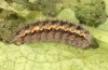Jordanita tenuicornis: Larva in the final instar (e.o. rearing, Italy, Sicily, Trapani, San Vito lo Capo, oviposition on 5./6. May 2024) [S]