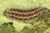 Jordanita tenuicornis: Larva in the final instar (e.o. rearing, Italy, Sicily, Trapani, San Vito lo Capo, oviposition on 5./6. May 2024) [S]
