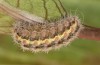 Jordanita tenuicornis: Larva in the final instar (e.o. rearing, Italy, Sicily, Trapani, San Vito lo Capo, oviposition on 5./6. May 2024) [S]
