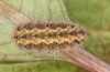 Jordanita tenuicornis: Larva in the final instar (e.o. rearing, Italy, Sicily, Trapani, San Vito lo Capo, oviposition on 5./6. May 2024) [S]
