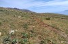 Jordanita tenuicornis: Habitat (Italy, Sicily, Trapani, San Vito lo Capo, 5./6. May 2024) [N]