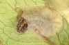 Jordanita tenuicornis: Larva in the final instar (e.o. rearing, Italy, Sicily, Trapani, San Vito lo Capo, oviposition on 5./6. May 2024) [S]