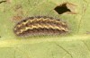Jordanita tenuicornis: Larva in the final instar (e.o. rearing, Italy, Sicily, Trapani, San Vito lo Capo, oviposition on 5./6. May 2024) [S]