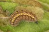 Jordanita tenuicornis: Larva in the final instar (e.o. rearing, Italy, Sicily, Trapani, San Vito lo Capo, oviposition on 5./6. May 2024) [S]