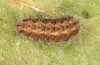 Jordanita tenuicornis: Larva in the final instar (e.o. rearing, Italy, Sicily, Trapani, San Vito lo Capo, oviposition on 5./6. May 2024) [S]