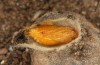 Jordanita tenuicornis: Male pupa (e.o. rearing, Italy, Sicily, Trapani, San Vito lo Capo, oviposition on 5./6. May 2024) [S]