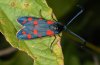 Zygaena transalpina: Falter (Ostalb, August 2010) [N]