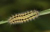 Zygaena transalpina: Raupe im zweiten Postdiapausestadium nach der Überwinterung (e.o. Schweiz, Oberalppass, 1600m, Eiablage 16. Juli 2022) [S]