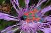 Zygaena transalpina: Falter (Ostalb, August 2010) [N]