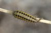 Zygaena transalpina: Half-grown larva (Kanisfluh, Vorarlberg, Austria, May 2010) [M]
