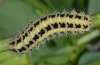 Zygaena trifolii: Larva (Mainhardt, June 2010) [N]