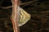 Zygaena trifolii: Construction of the cocoon 4/10 (e.o. rearing, S-Germany, Isny, oviposition in July 2022) [S]