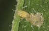 Jordanita vartianae: L2 larva (e.l., F1 breeding, Spain, Jaen, Santiago de la Espada, larvae found in early April 2025) [S]