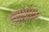 Jordanita vartianae: Larva in autumn (e.l., F1 breeding, Spain, Jaen, Santiago de la Espada, larvae found in early April 2025) [S]
