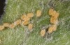 Jordanita vartianae: Eggs (e.l. Spain, Jaen, Santiago de la Espada, larvae found in early April 2025) [S]