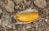 Jordanita vartianae: Pupa (e.l. Spain, Jaen, Santiago de la Espada, larvae found in early April 2025) [S]