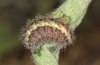 Jordanita vartianae: Larva in final instar (Spain, Jaen, Santiago de la Espada, early April 2025) [S]