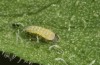 Jordanita vartianae: L1 larva (e.l., F1 breeding, Spain, Jaen, Santiago de la Espada, larvae found in early April 2025) [S]