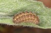 Jordanita vartianae: Larva in final instar (Spain, Jaen, Santiago de la Espada, early April 2025) [S]