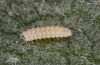 Jordanita vartianae: L1 larva (e.l., F1 breeding, Spain, Jaen, Santiago de la Espada, larvae found in early April 2025) [S]