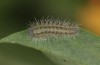Zygaena viciae: Larva L2 (e.o. S-Germany, eastern Swabian Alb, Heidenheim/Brenz, oviposition in late June 2022) [S]