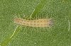 Zygaena viciae: Larva L1 (e.o. N-Greece, Mount Pangeo, oviposition in late June 2023) [S]