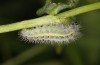 Zygaena viciae: Half-grown larva (e.o. S-Germany, eastern Swabian Alb, Heidenheim/Brenz, oviposition in late June 2022) [S]