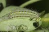 Zygaena viciae: Larva L3 (e.o. S-Germany, eastern Swabian Alb, Heidenheim/Brenz, oviposition in late June 2022) [S]