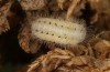 Zygaena viciae: Larva in diapause skin in first hibernation (e.o. S-Germany, eastern Swabian Alb, Heidenheim/Brenz, oviposition in late June 2022) [S]