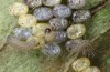 Zygaena viciae: Hatching larvae (e.o. S-Germany, eastern Swabian Alb, Heidenheim/Brenz, oviposition in late June 2022) [S]