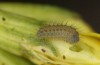 Zygaena viciae: Larvae L1 (e.o. S-Germany, eastern Swabian Alb, Heidenheim/Brenz, oviposition in late June 2022) [S]