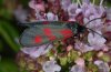 Adult (eastern Swabian Alb, Southern Germany)